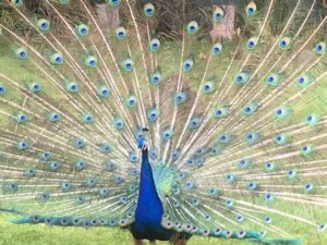 peacock