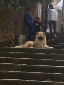 Dog in Cuenca